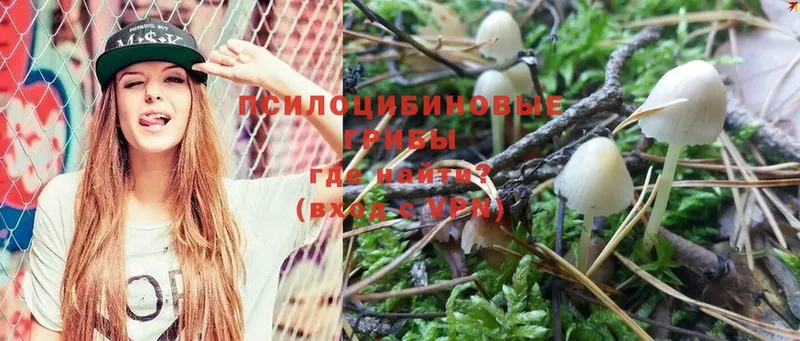 Псилоцибиновые грибы Psilocybe  Верхний Тагил 